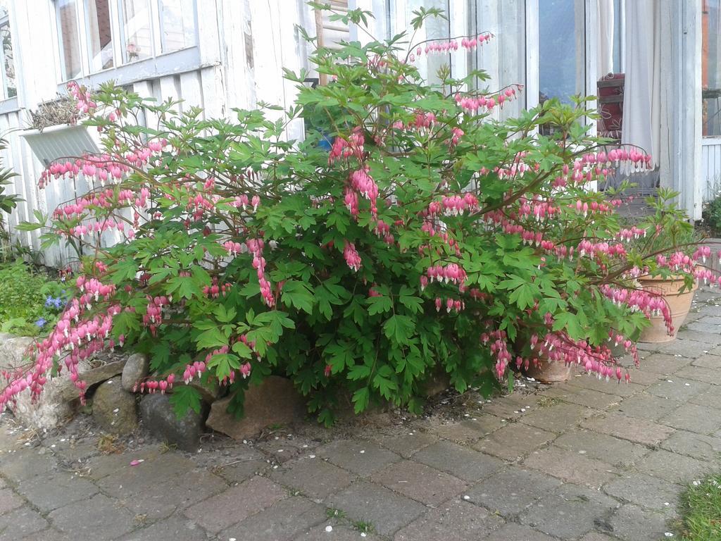 Belvedere B&B Svendborg Bagian luar foto